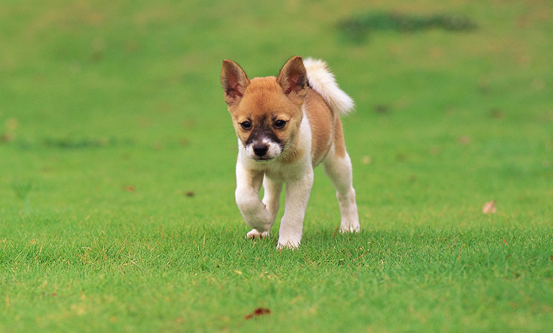庆阳叮叮宠物商业计划书案例